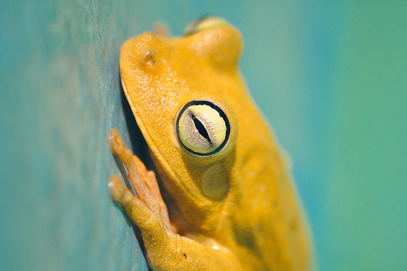 File:Frog-prince.jpg