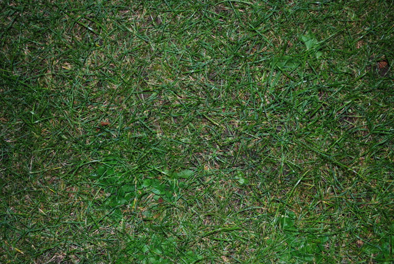 File:Wallpaper-paulmellors-grass.jpg