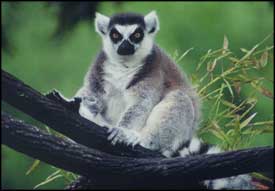 File:Lemur.jpg