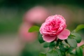 Single Rose by Garrett LeSage CC-BY-SA 3.0