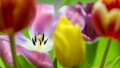 Tulips by Harald Hoyer CC-BY-SA-3.0 Full-size image