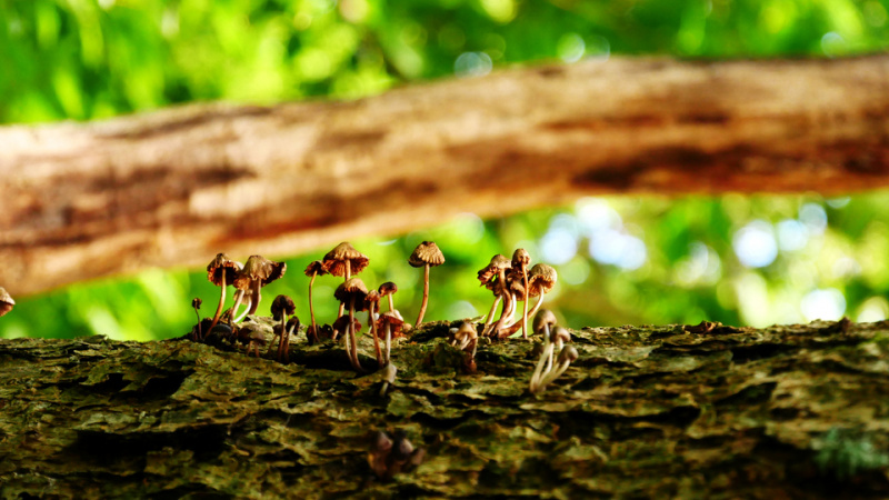 File:Mushroom family.jpg