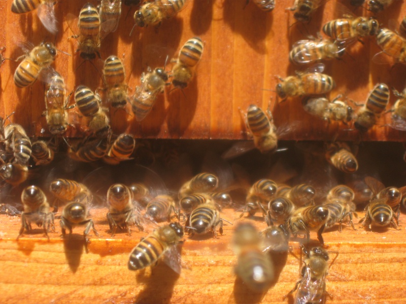 File:Carolina bees.jpg