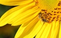 Bee And The Sunflower by Nicu Buculei CC-BY-SA-3.0 Full-size image