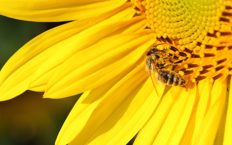 File:Bee and the sunflower by nicubunu.jpg