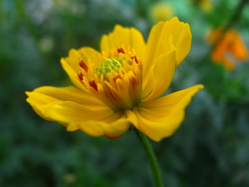 File:Yellow flower 02.JPG