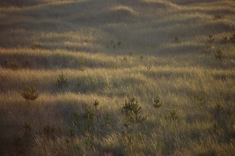 File:Dune-Grass.jpg