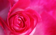 Rose by nicubunu