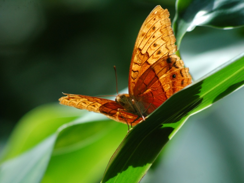 File:Kuranda Butterfly Sanctuary.jpg