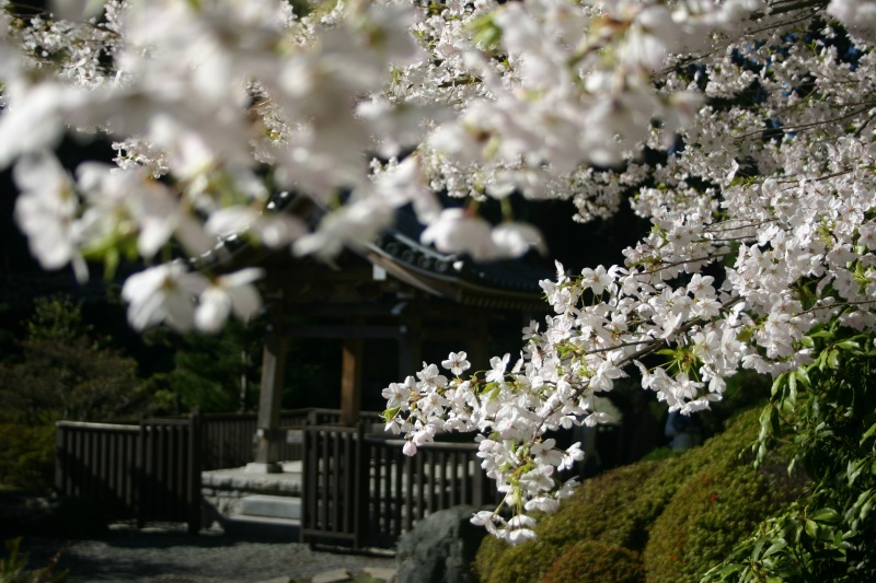 File:Cherry blossom pagoda.jpg