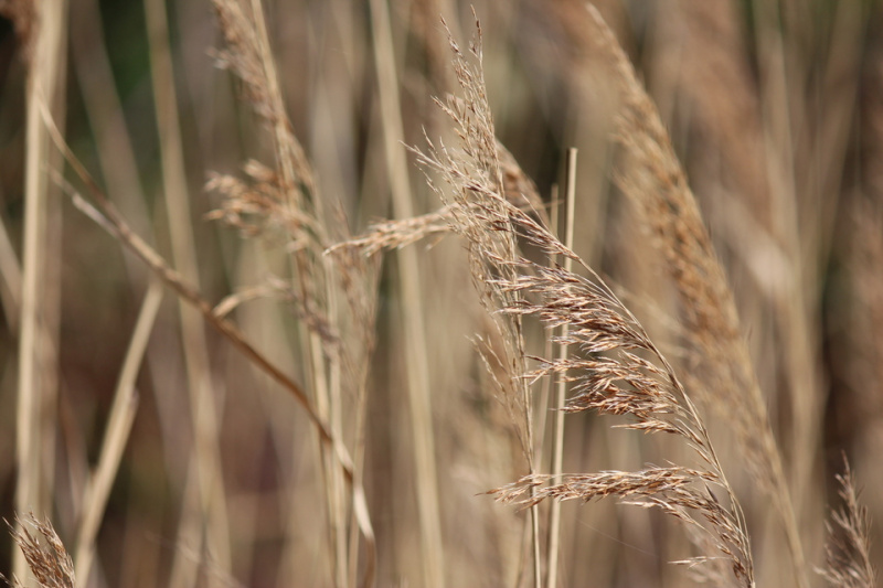 File:Wheat.jpg