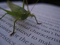 Geeky Grasshopper