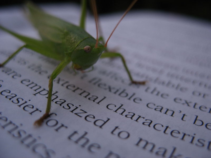 File:Wallpaper-mapleoin-grasshopper.JPG