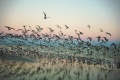 Sanibel Gulls by user:duffy ~ mizmo (Máirín Duffy) CC-BY-SA-3.0 Full-size image