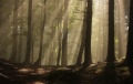 Magic Forest by User:nicubunu CC-BY-SA 3.0