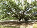 Trees at Hickory Hammock 2 by Tom Horsley; CC-ZERO