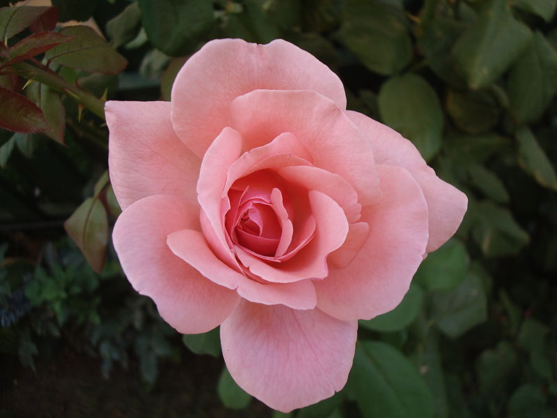 File:Wallpaper-ajoian-Pink Rose.jpg