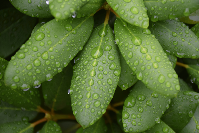 File:Morning-dew-on-leaves 1280px.png
