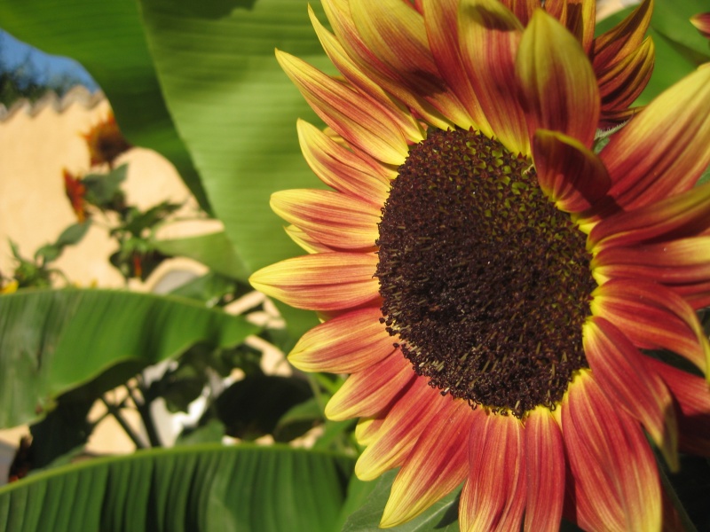 File:Wallpaper-j5-sunflower.jpg