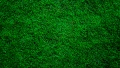 Green Grass by Ryan Lerch CC0 1.0