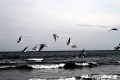 Seagulls by Elisa Peroni CC-BY-SA 3.0