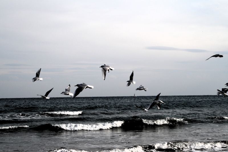 File:Seagulls.jpg