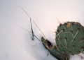 Snowed In by Ryan Rix CC-BY-SA Cactus in Jerome, Arizona