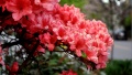 Pink Spring by Ryan Lerch CC0 1.0