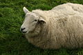 Sheep by Máirin Duffy CC-BY-SA 3.0 Irish sheep
