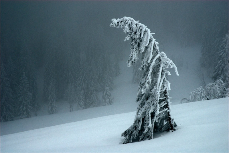 File:Tree-in-winter 1280px.jpg