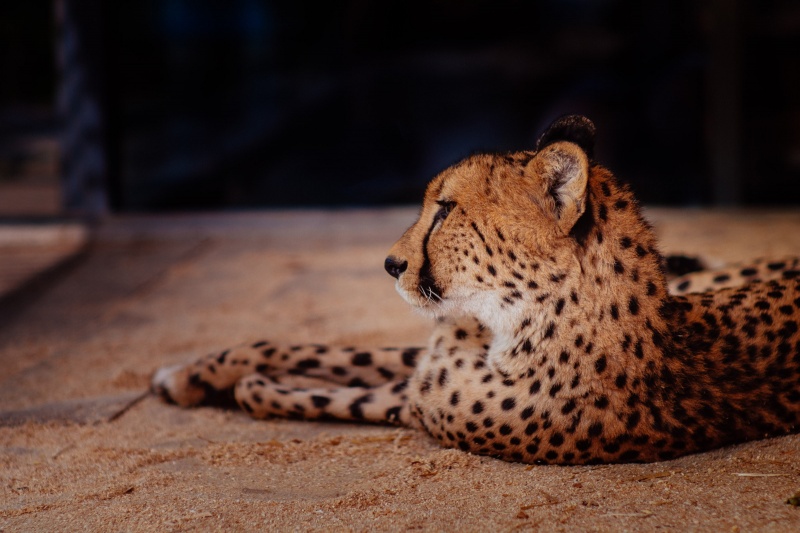 File:Chilled cheetah thumb.jpg