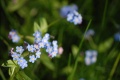 Blue Flowers by Brian C. Lane CC-BY-SA 3.0