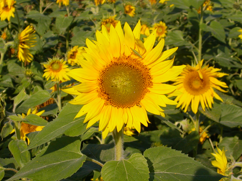 File:Wallpaper-bkearney-sunflower.jpg