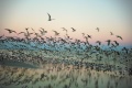 Sanibel Gulls by mizmo (Máirín Duffy) CC-BY-SA-3.0 Full-size image